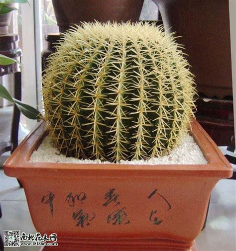 金虎植物